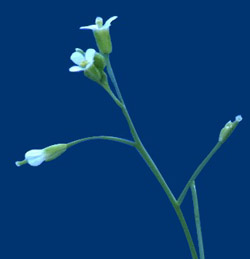 Arabidopsis