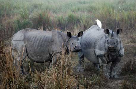 Kaziranga