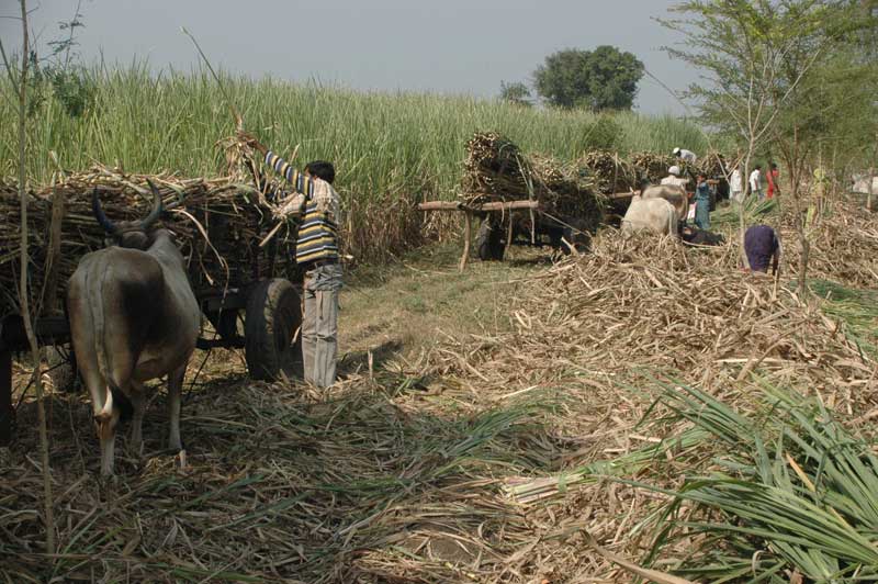 Sugar production