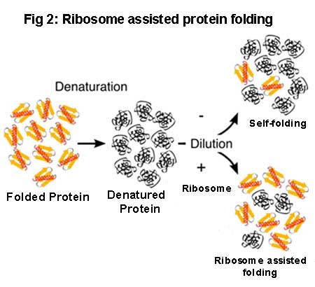 Ribosome