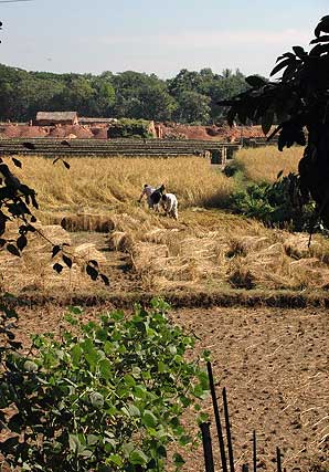 Ricefield in Bangladesh. Phto: Lars Eklund